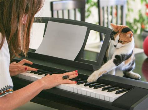 do cats like piano music